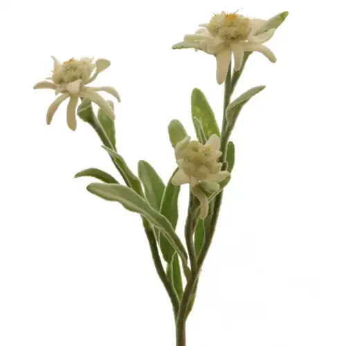 Artificial Edelweiss Flower Stem with 3 WHITE colored Flowers